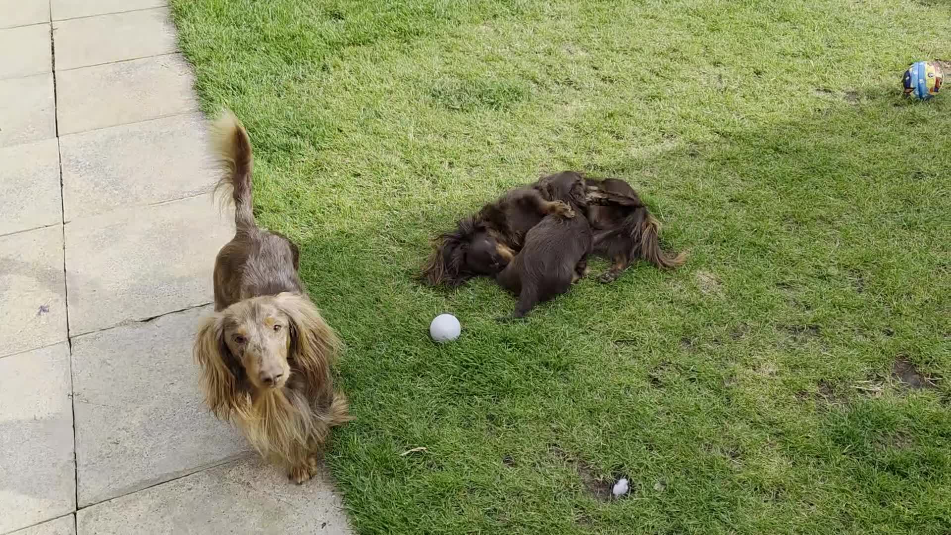 Miniature Dachshund dogs for sale: Beautiful longhaired dachshund girl  - Video 1