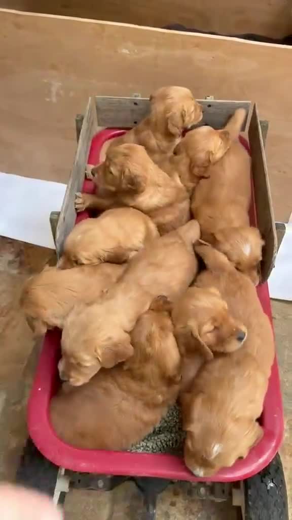 Golden Retriever dogs for sale: Dark Red Golden Retriever Pups in Burford - Video 1
