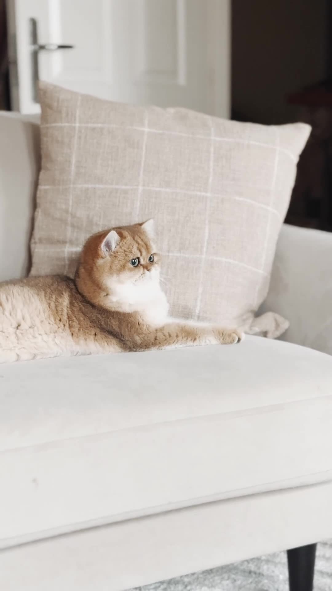 British Shorthair cats for sale: 1 girl available  - Video 1