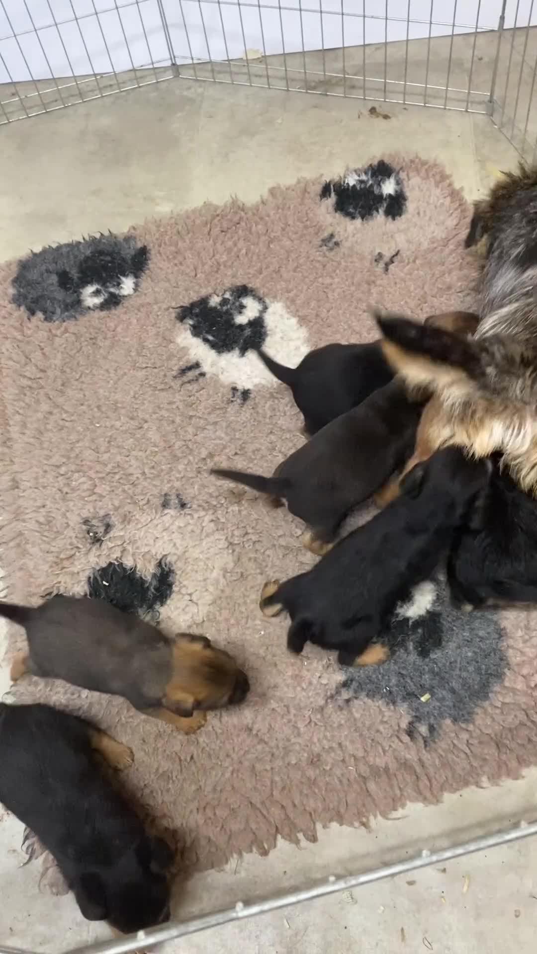 Border Terrier dogs for sale: Four boy Kc reg border terrier pups - Video 1