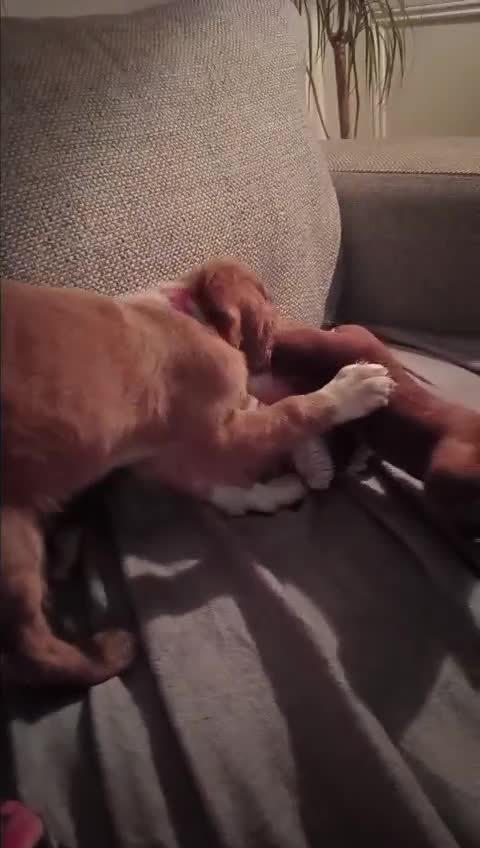 Cocker Spaniel dogs for sale: working cocker 15 weeks - Video 1