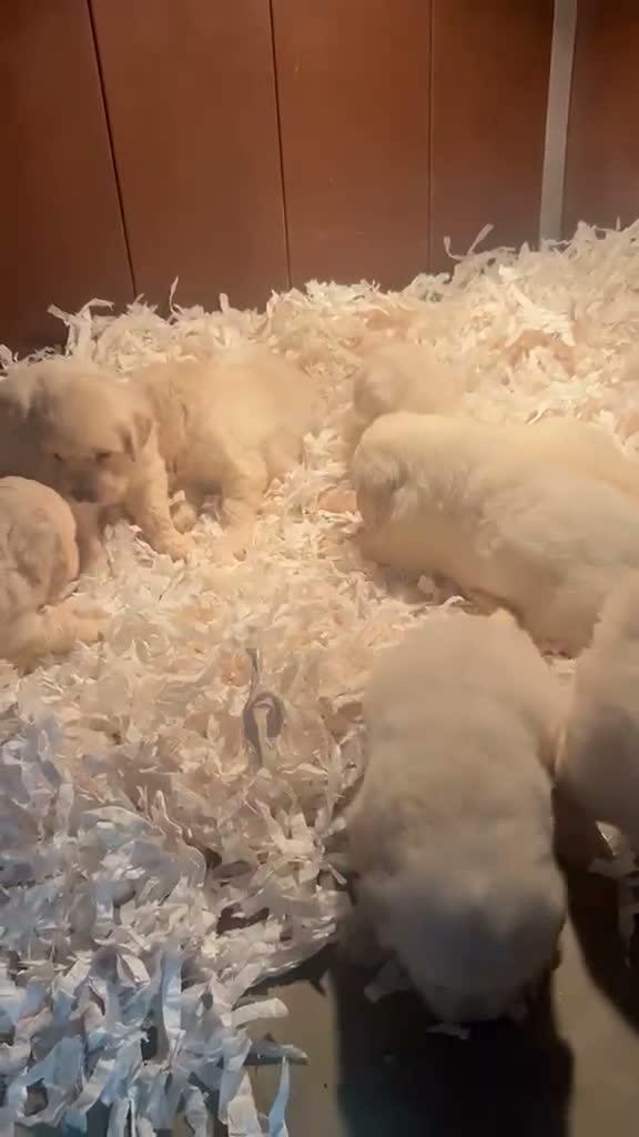 Golden Retriever dogs for sale: KC Reg Golden Retriever  - Video 1