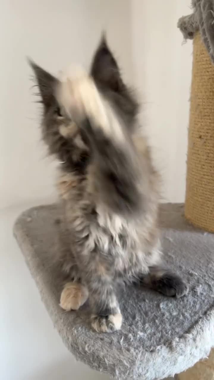 Maine Coon cats for sale: Maine coon - Video 1