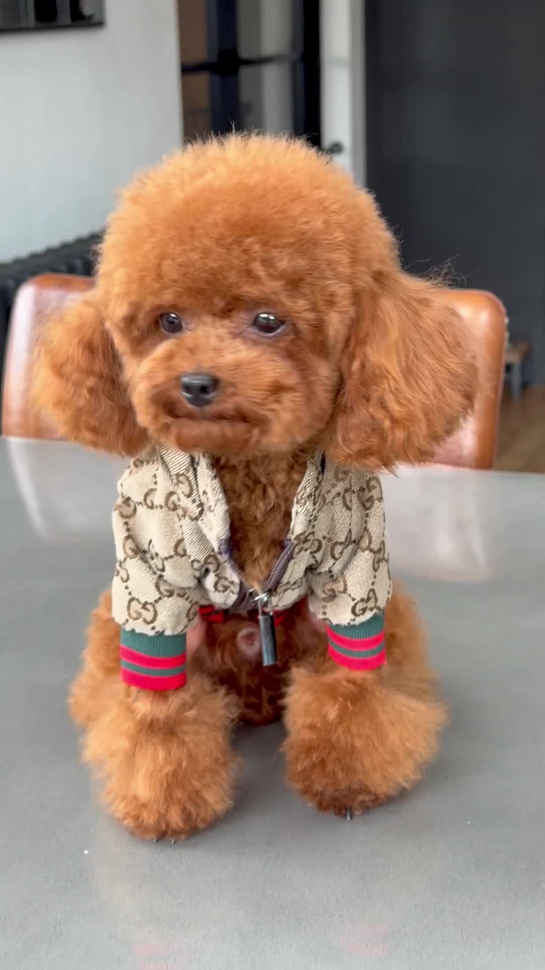 Toy Poodle dogs for stud:  🍒 Tiny Red Asian Poodle for Stud 🍒 - Video 1