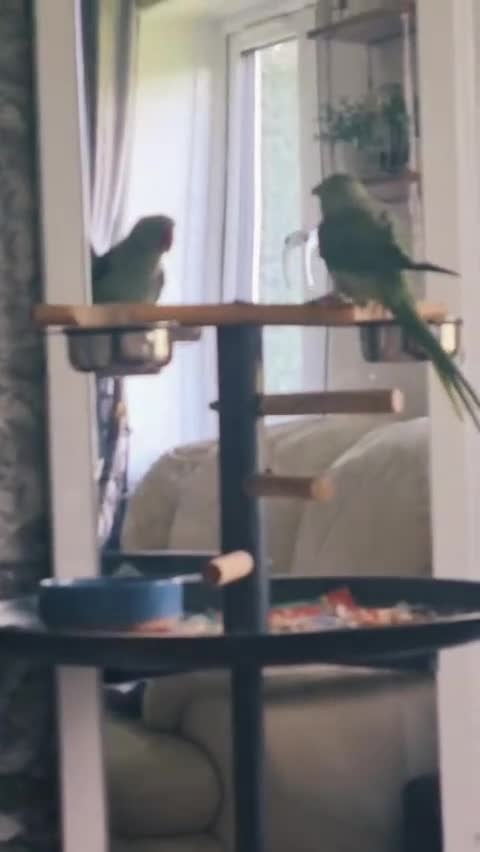 Parrots birds for sale: Alexandrine talking male parrot - Video 3