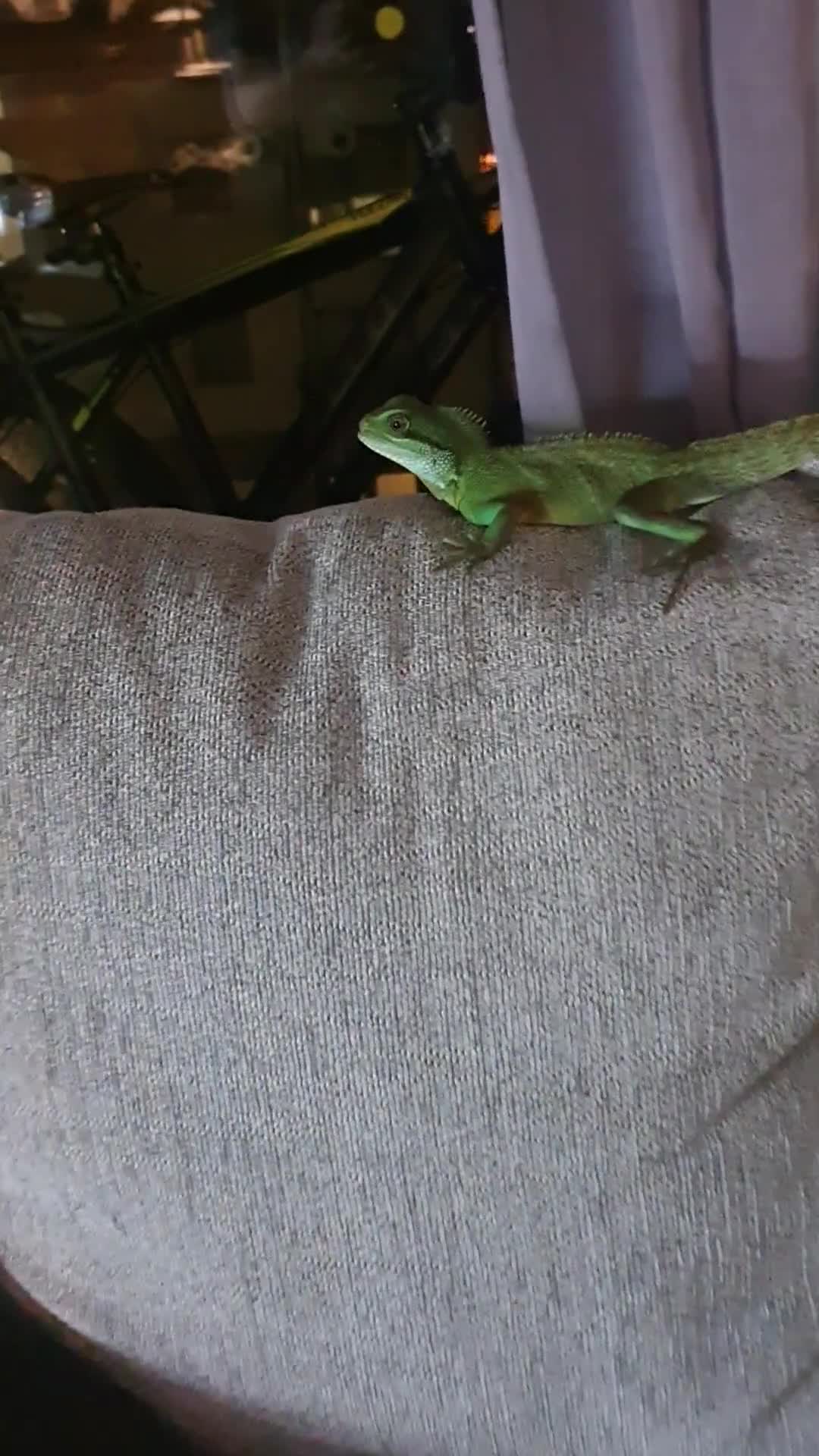 Dragon reptiles for sale: Water Dragon in Salford - Video 1