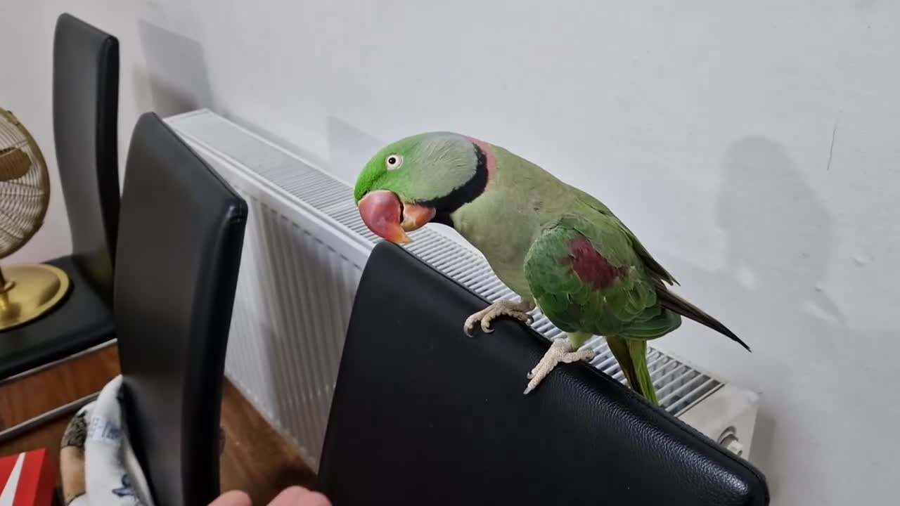 Parrots birds for sale: Super Tamed Alexanderian Parrot for sale - Video 2