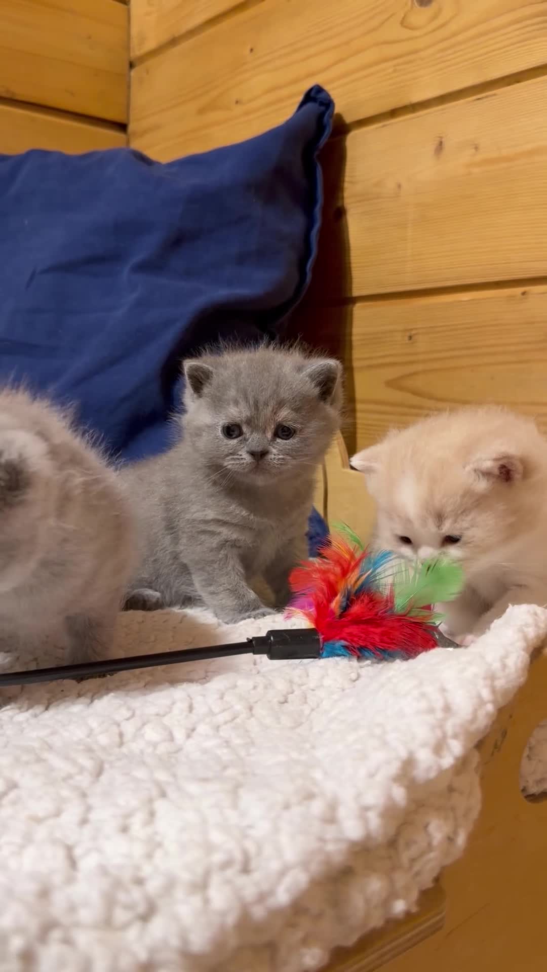 British Shorthair cats for sale: Beautiful British Shorthair kittens available  - Video 1