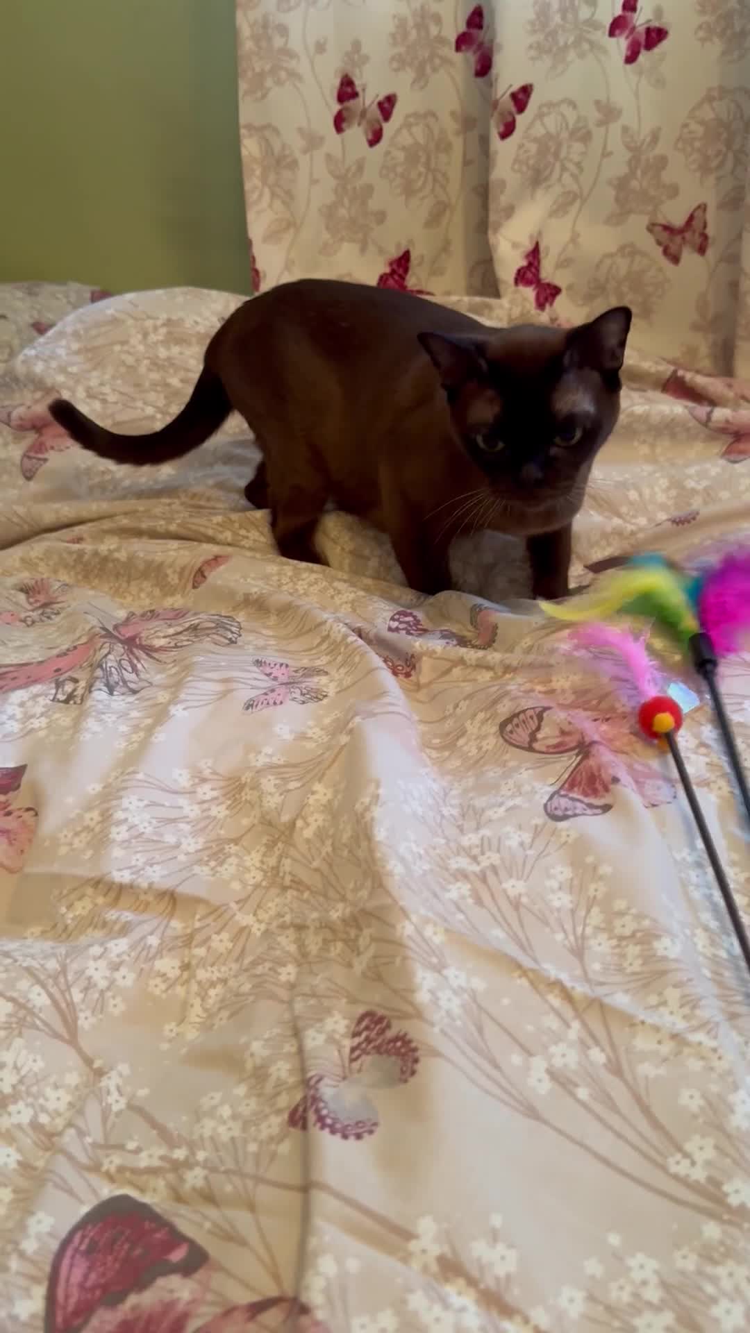 Burmese cats for sale: Burmese Kittens For Sale - Video 3