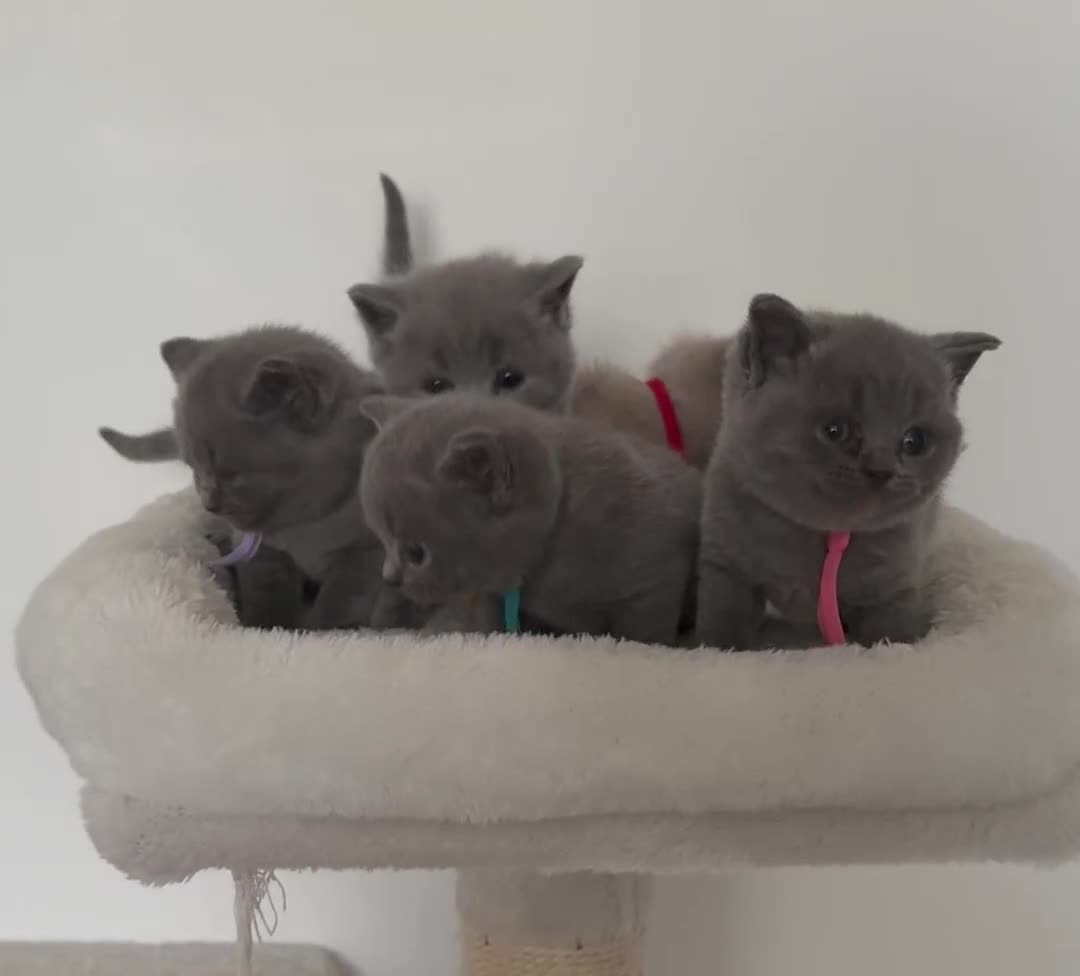 British Shorthair cats for sale: pure british shorthair kittens  - Video 1