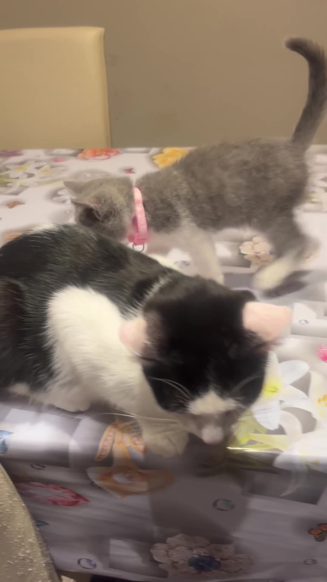 Mixed Breed cats for sale:  Mix British short hair kitten  - Video 1
