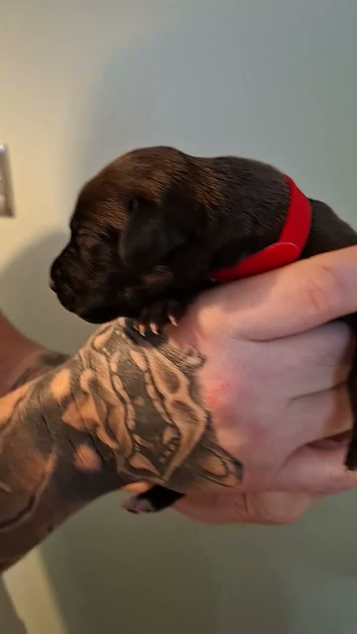 Mixed Breed dogs for sale: Rhodesian labrador - Video 2