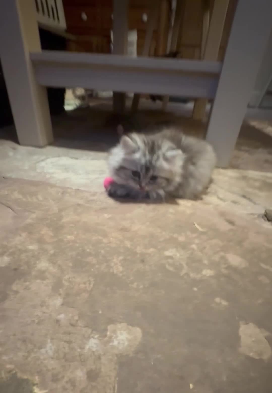 British Longhair cats for sale: 3 Adorable Loving British Longhair Kittens  - Video 1