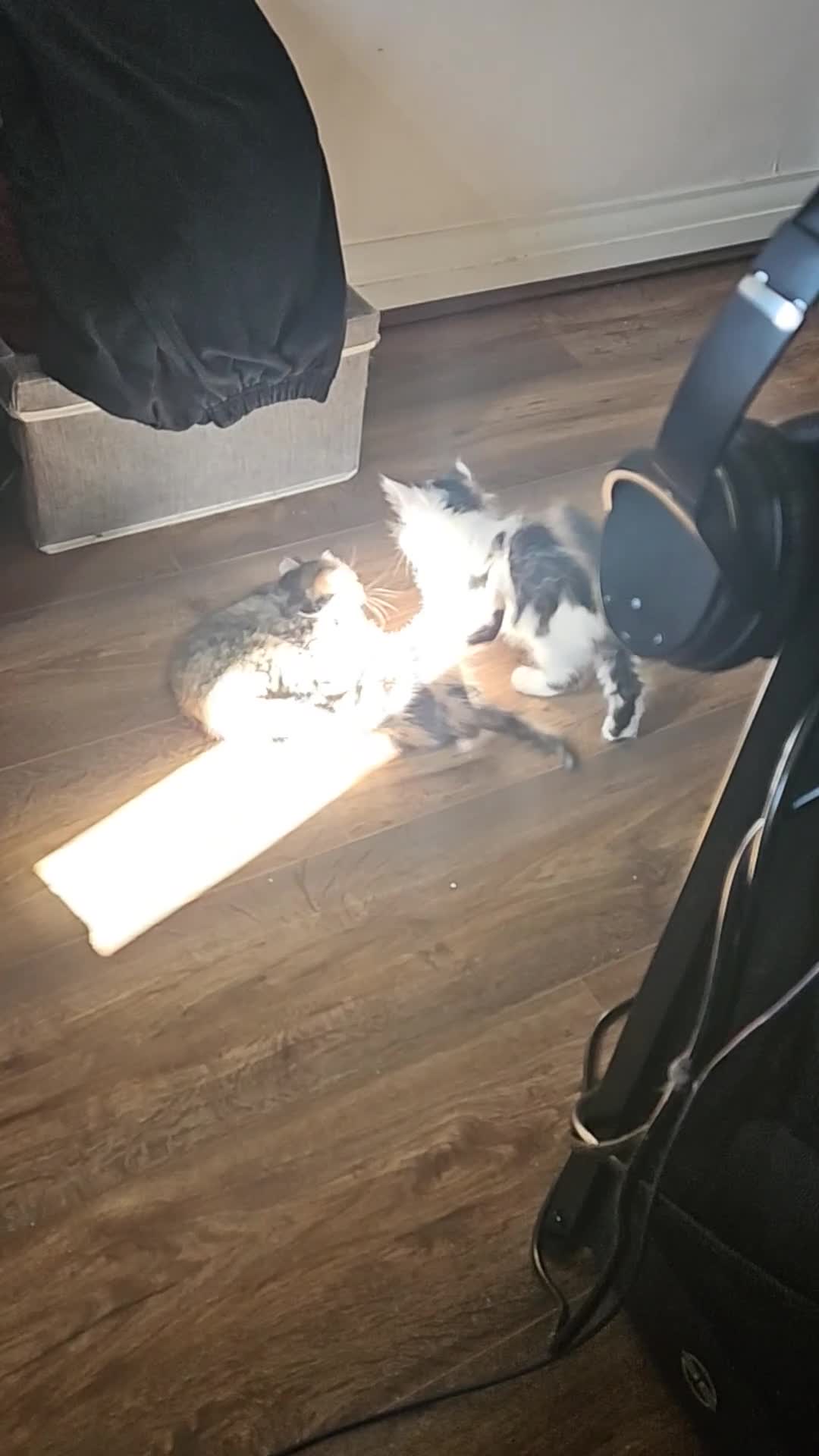 Mixed Breed cats for sale: KITTIES - Video 3