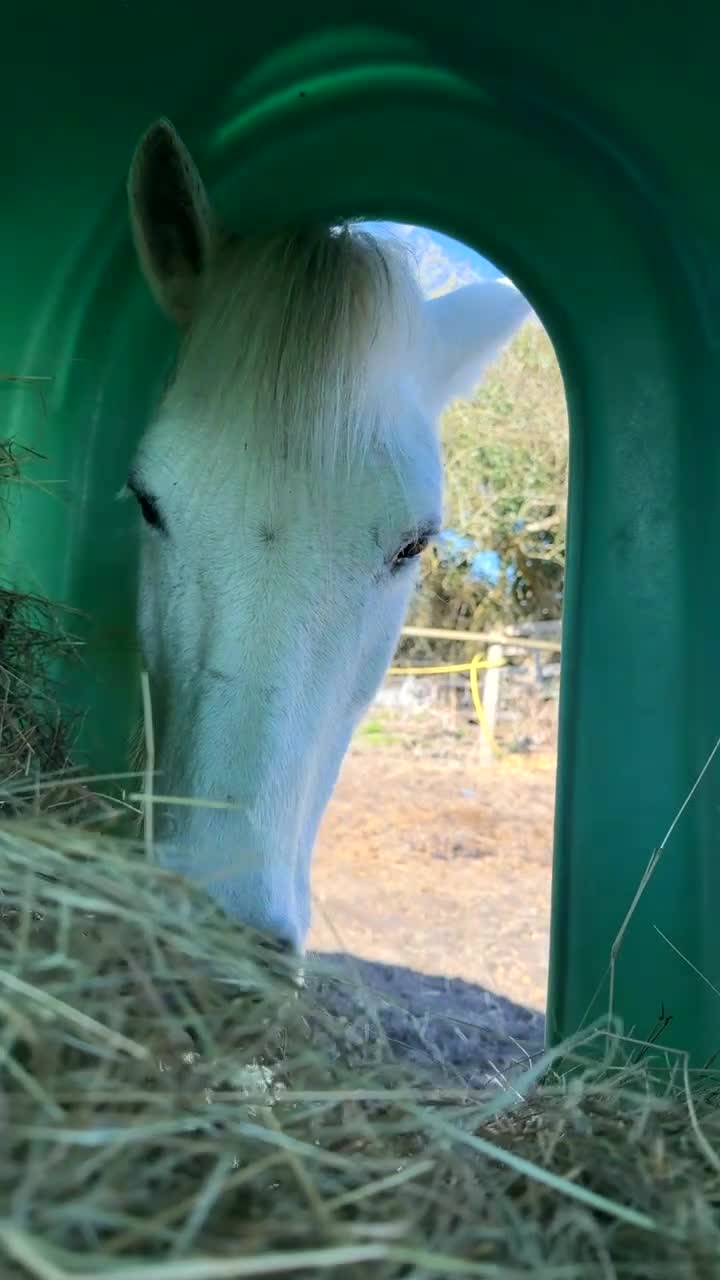 Dartmoor horses for sale: 12.2 Dartmoor pony mare - Video 1