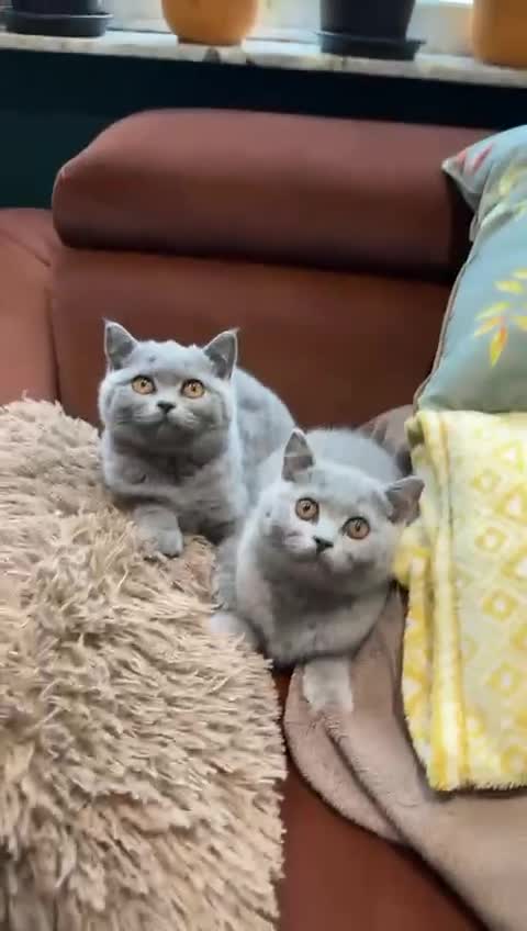 British Shorthair cats for sale: British Shorthair kittens - Video 3