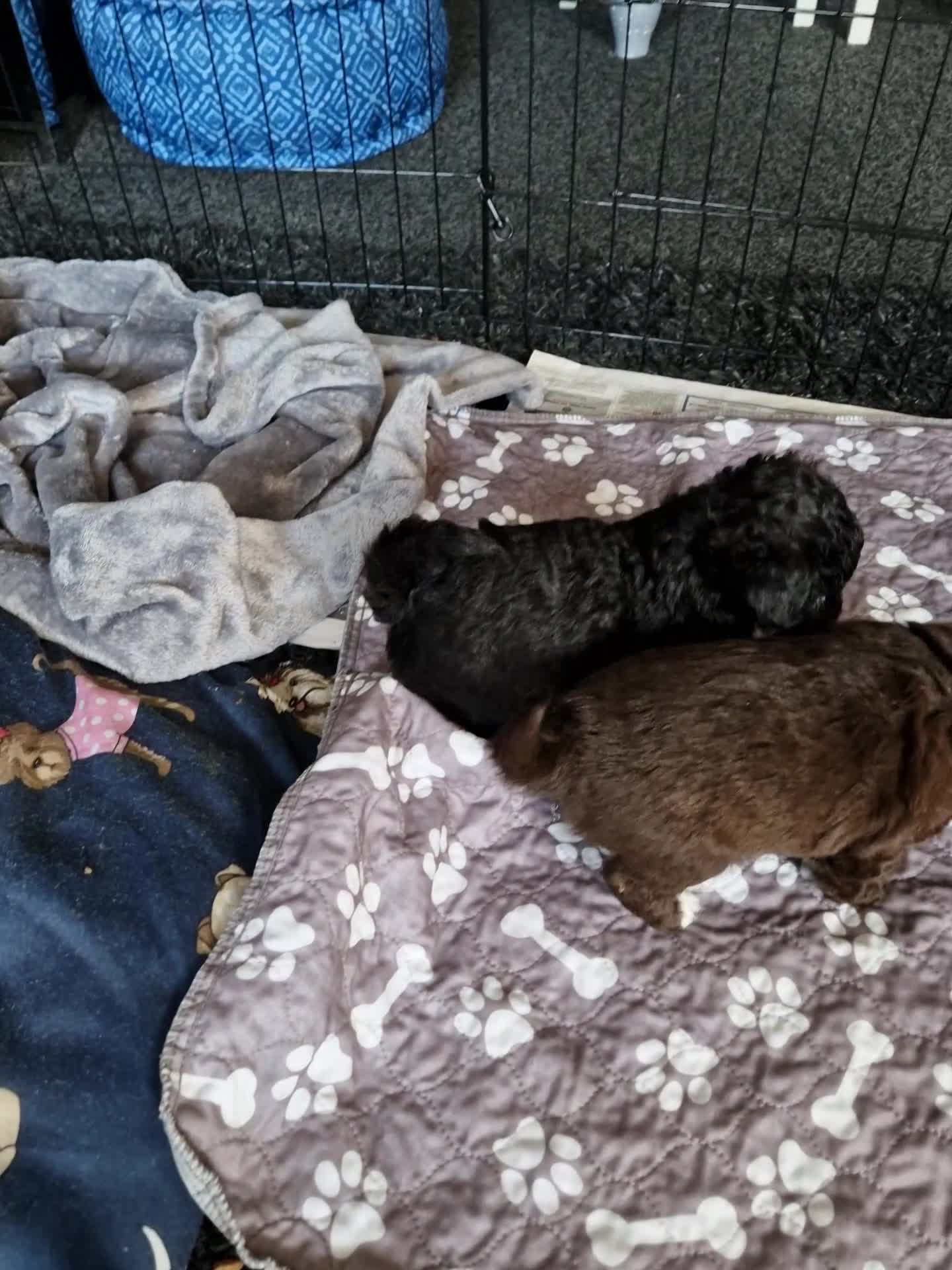 Mixed Breed dogs for sale: Cockapoo × chihuahua puppies - Video 4