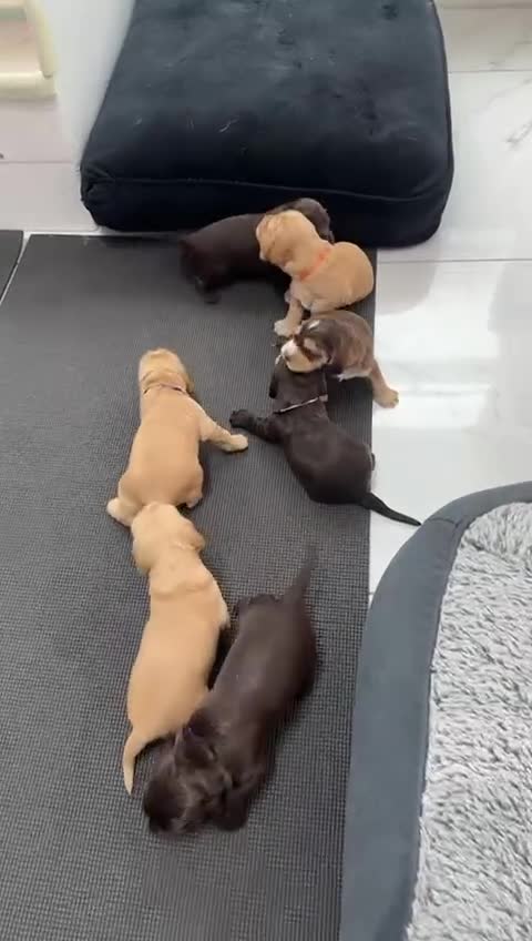 Cocker Spaniel dogs for stud: TRUE TO TYPE- Chocolate & Tan Show Cocker Spaniel in Holywell - Video 1