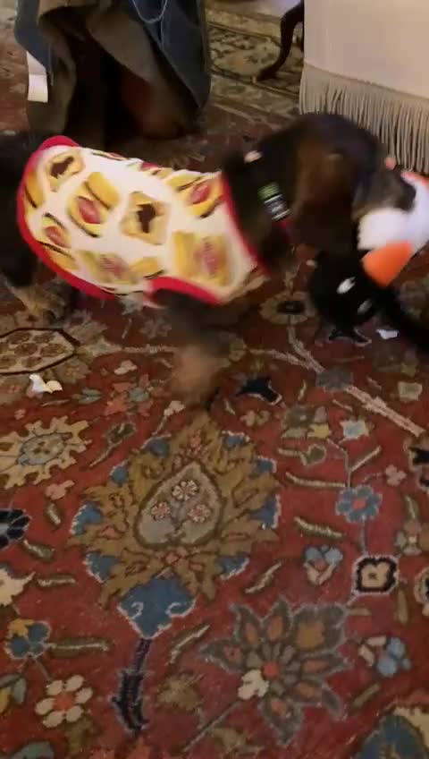 Miniature Dachshund dogs for stud: Looking for wife! Mini Wirehaired Dachshund - Video 1