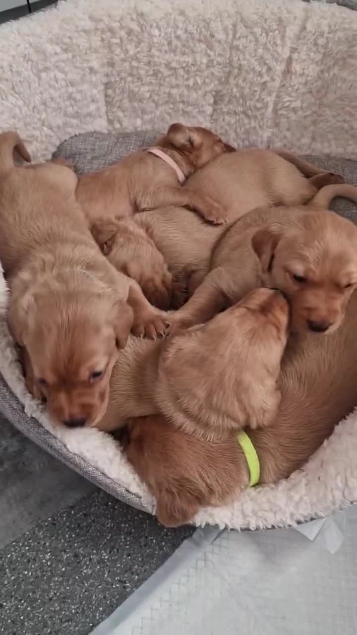 Labrador Retriever dogs for sale: Foxy Red Labrador Puppies - Video 1