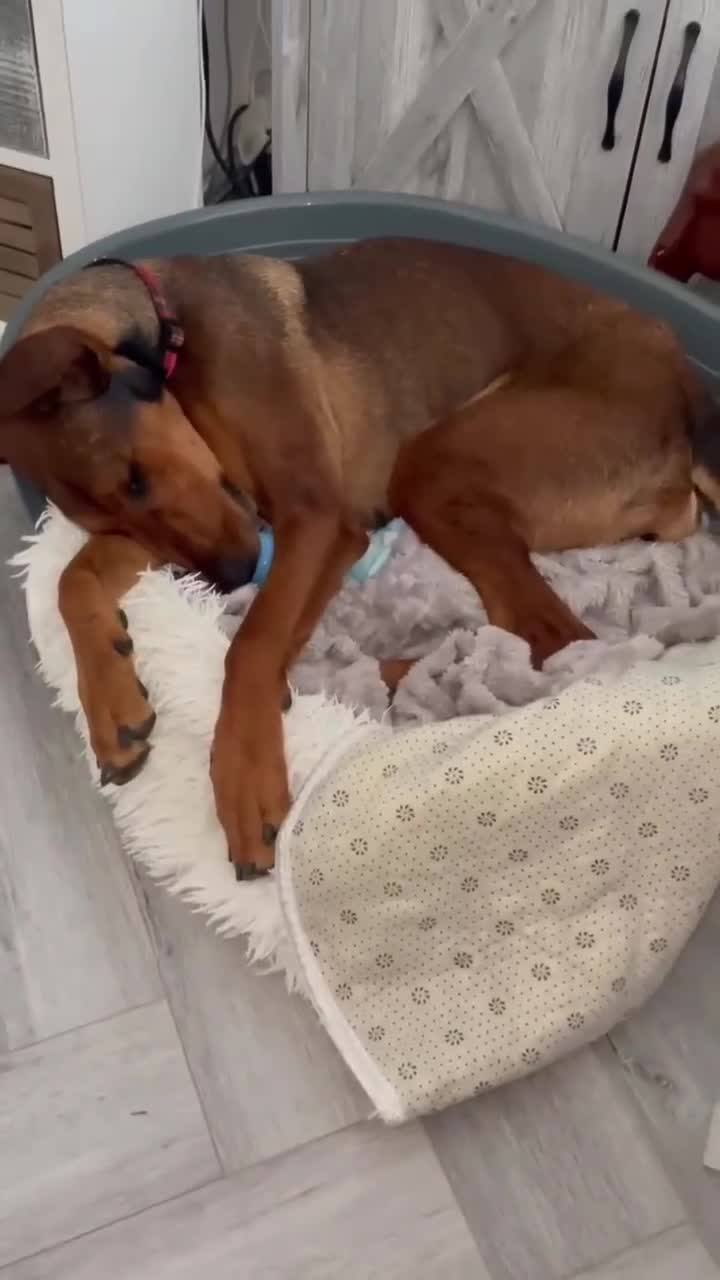 Mixed Breed dogs for adoption: Bonnie – Ball-obsessed bestie seeks forever home in Birmingham - Video 1