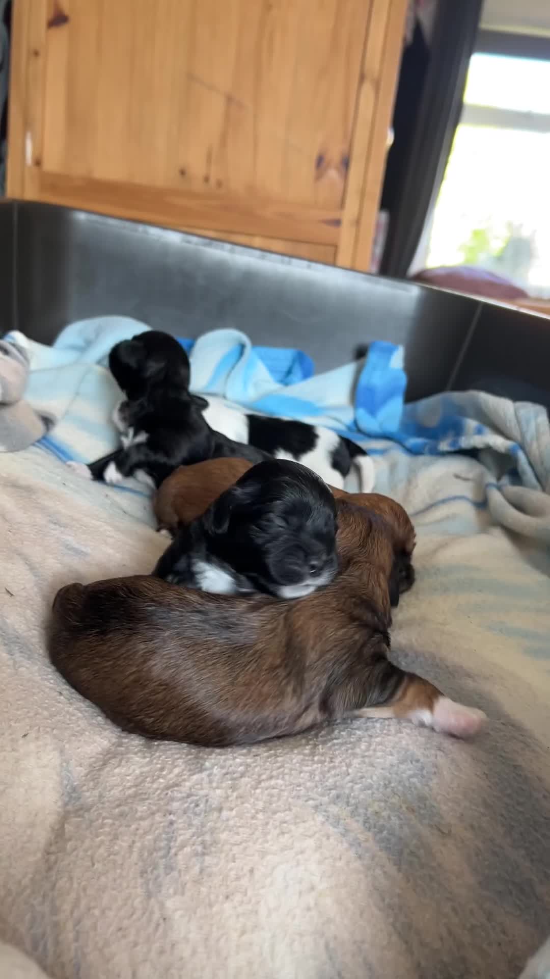 Lhasa Apso dogs for sale: 3rd generation Lhasa poo puppies  - Video 1