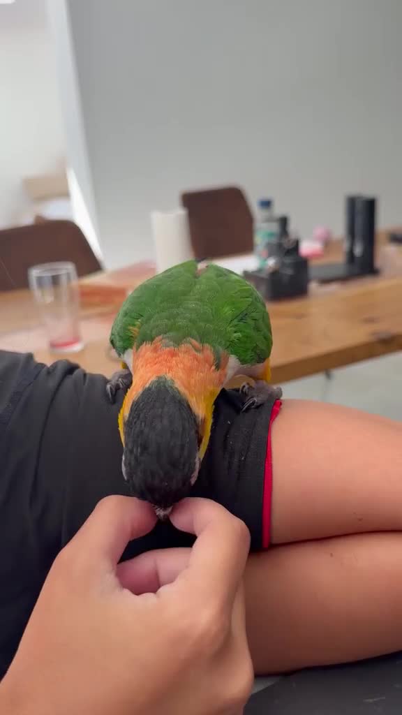 Parrots birds for sale: Tame Male DNA Caique - Video 3
