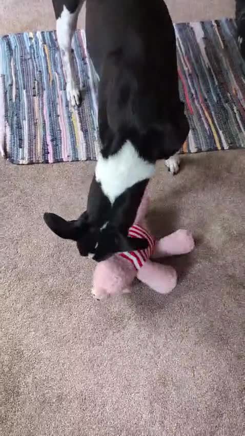 Mixed Breed dogs for sale: Lazy Lurchers  - Video 2