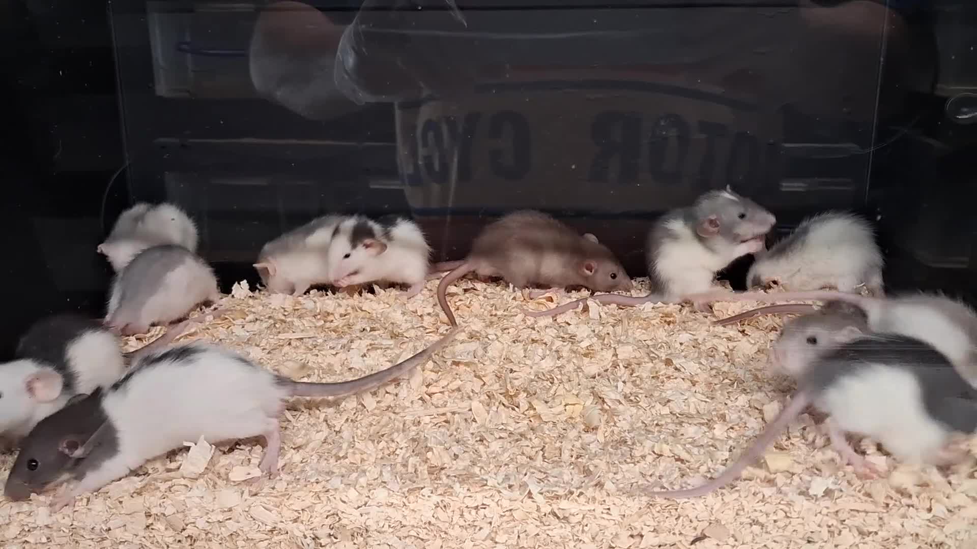 Rat rodents for sale: Baby Dumbo Rat's, Natural , Rex , Nakeds  - Video 5