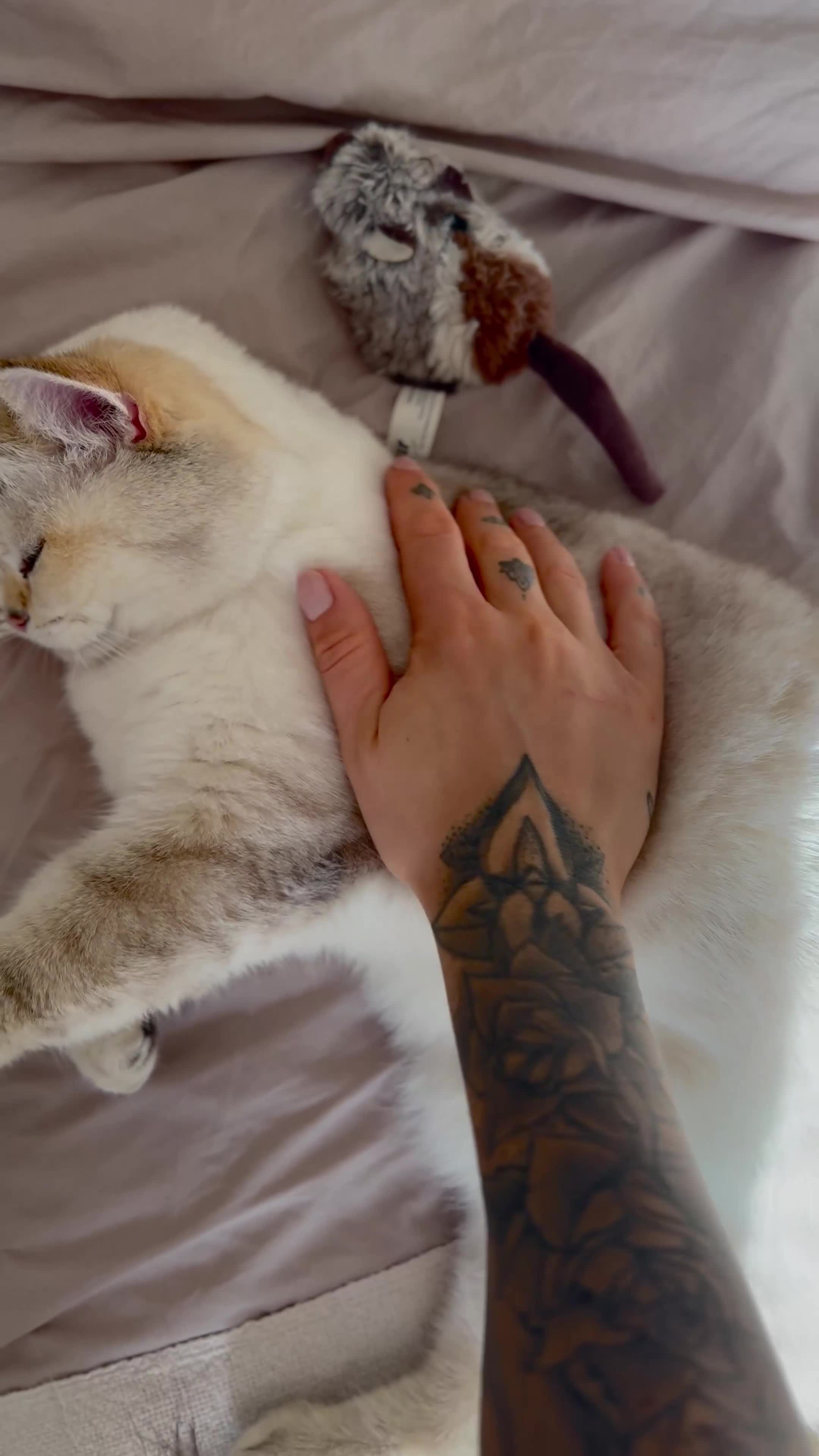British Shorthair cats for sale: Beautiful Golden Chinchilla Kittens - Video 1