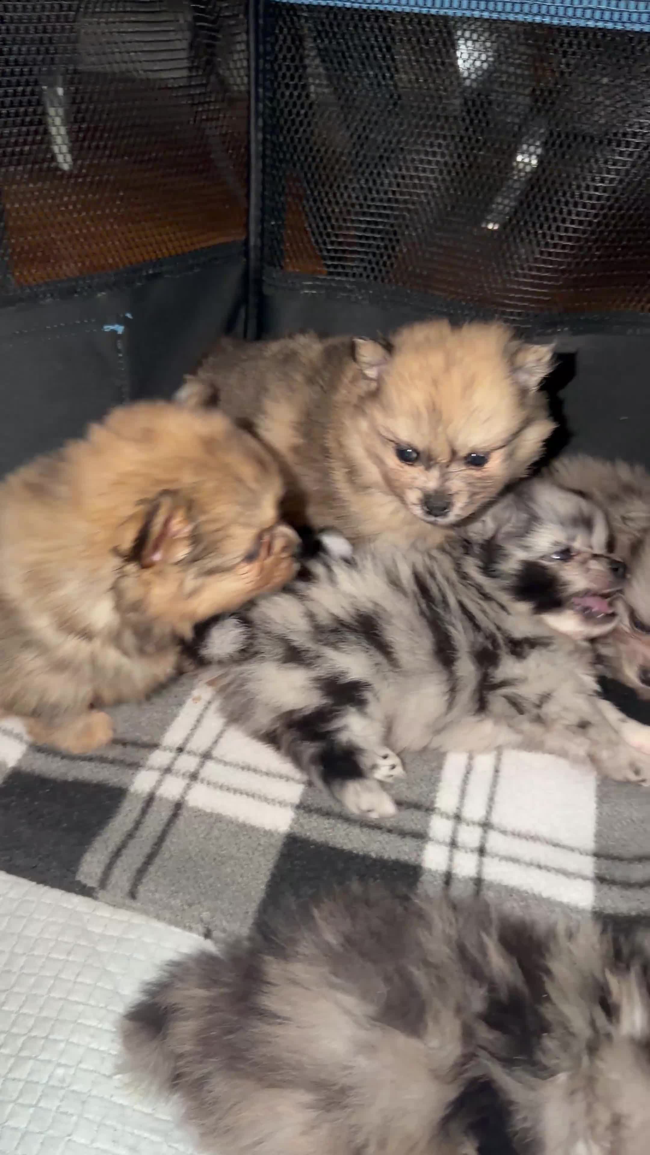 Pomeranian dogs for sale: 🐶✨  **  Russian Merle Pomeranian Puppies ✨ 🐶 in Southport - Video 4
