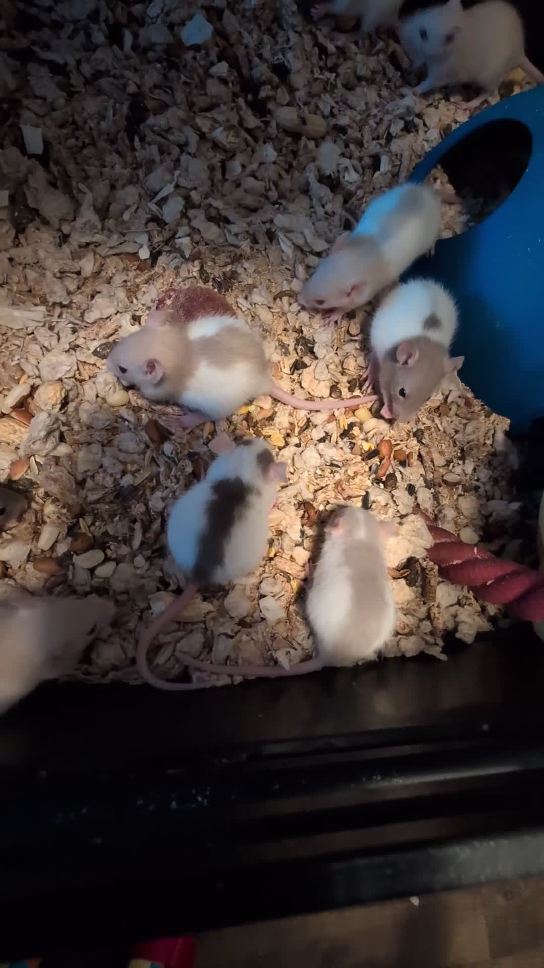 Rat rodents for sale: Adorable Dumbo and Fancy Rats - Video 3