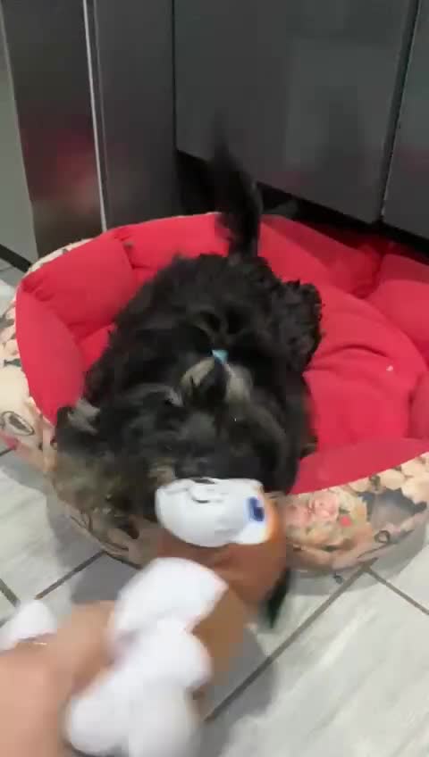 Yorkshire Terrier dogs for sale: Yorkshire Terrier Carrier- tan and black  - Video 1