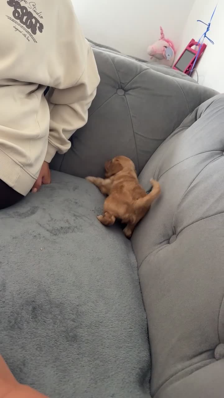 Cockapoo dogs for sale: male cockerpoo pup - Video 1