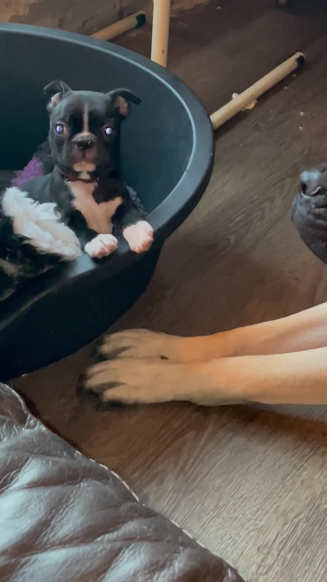 Boston Terrier dogs for sale: 🏡 Ready to Welcome waildax Volk Into Your Home? - Video 2