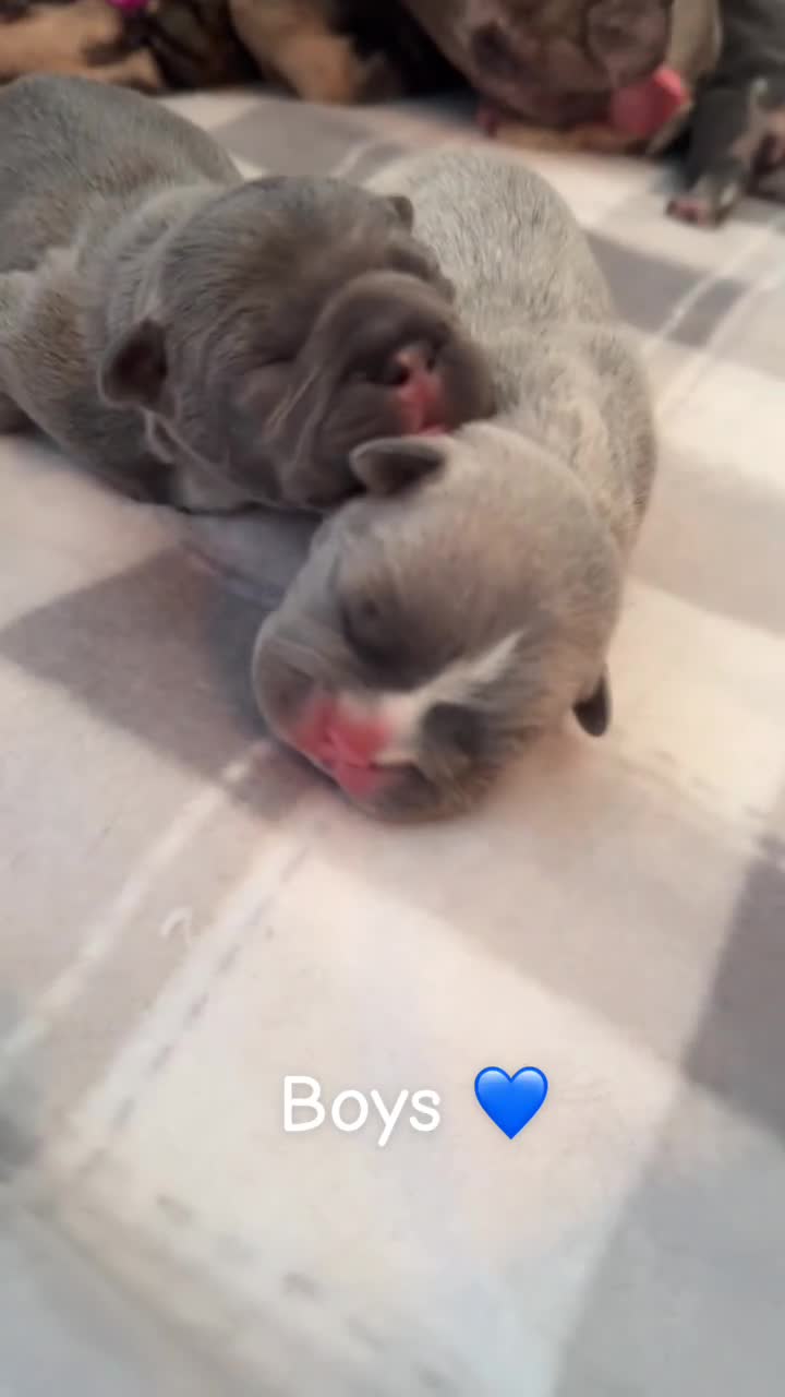 French Bulldog dogs for sale: French bull dog puppies - Video 3