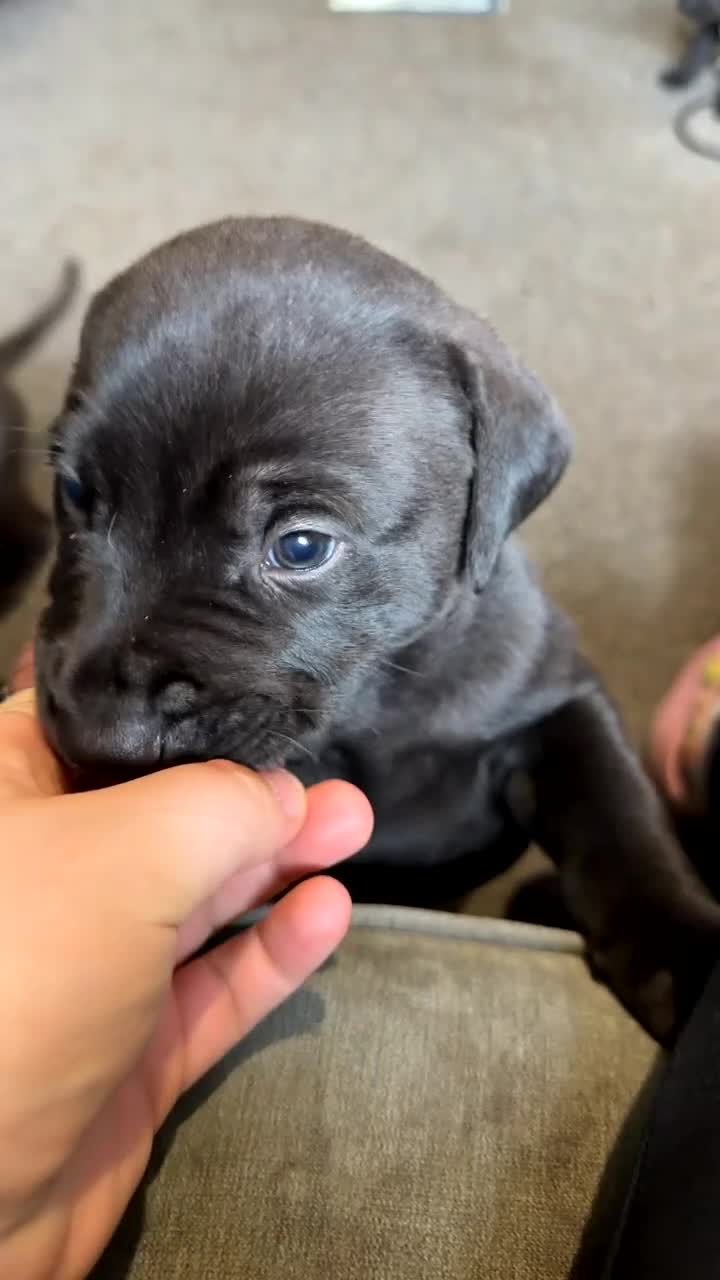 Mixed Breed dogs for sale: 1  boy left!!  8 adorable staff/lab mix pups!!! - Video 2