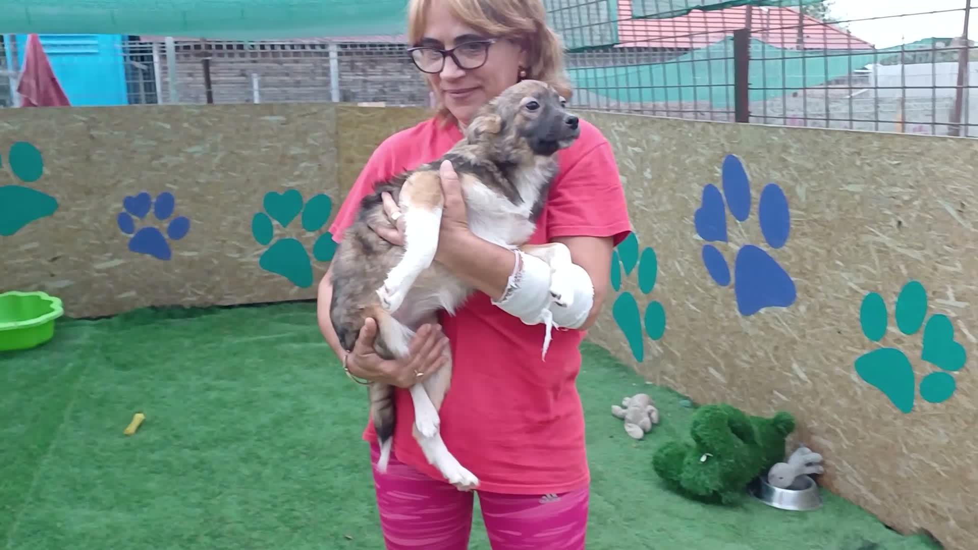 Mixed Breed dogs for adoption: 🐾🌸 MIA – A GENTLE GIRL WITH A BEAUTIFUL SOUL🌸🐾 - Video 2