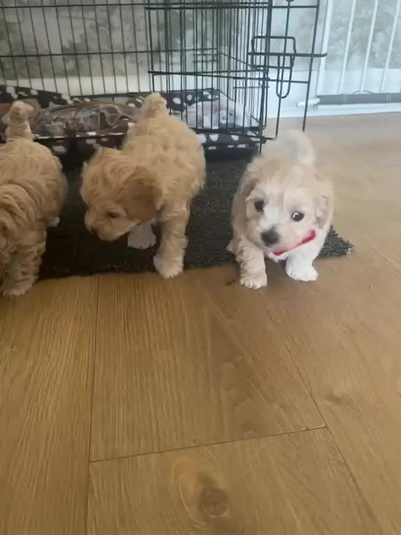 Maltipoo dogs for sale: ⭐Tiny Maltipoo Puppies |Maltese x Asian Toy Poodle - Video 3