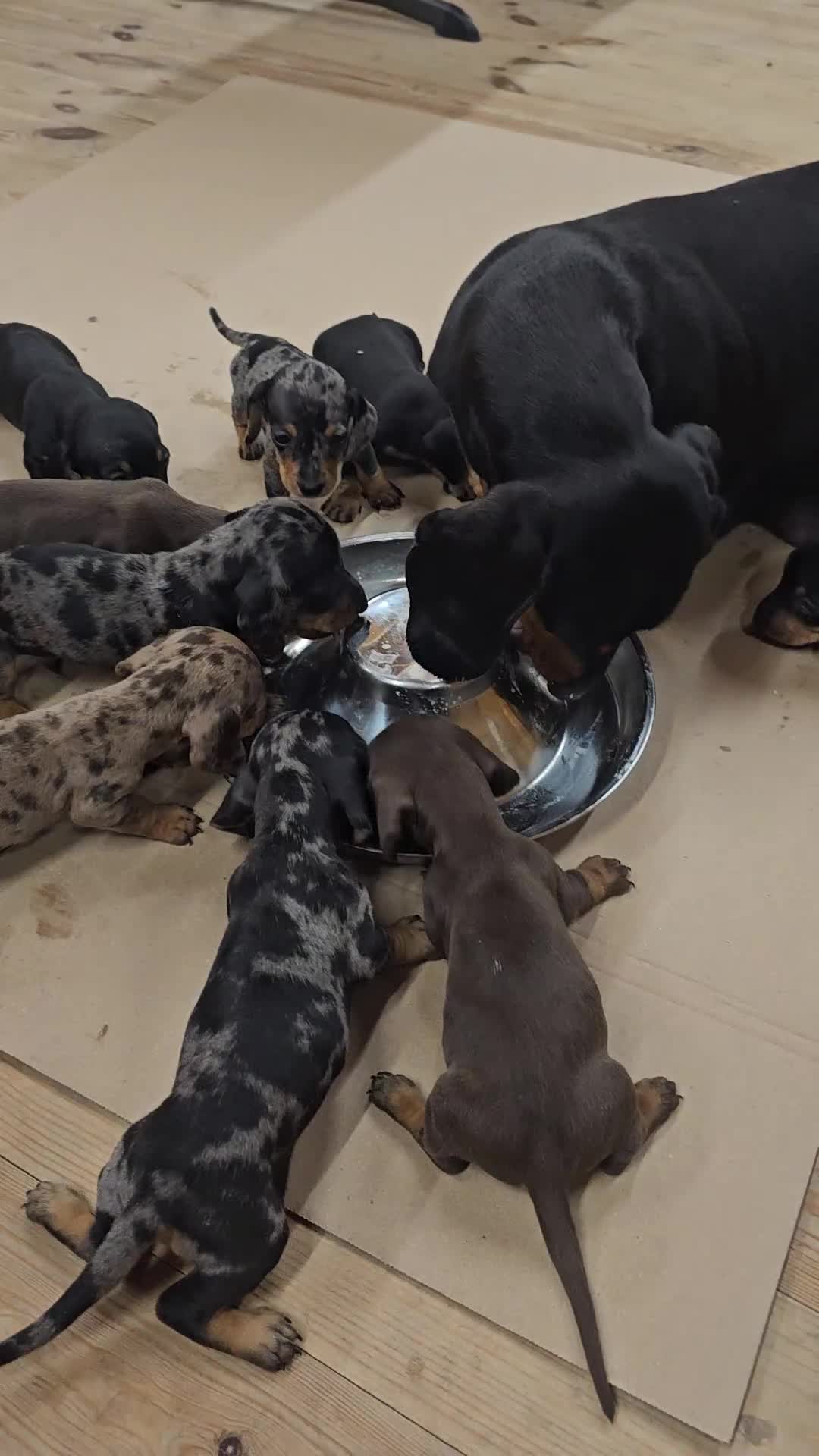 Miniature Dachshund dogs for sale: KC Registered Miniature Dachshund Puppies - Video 1