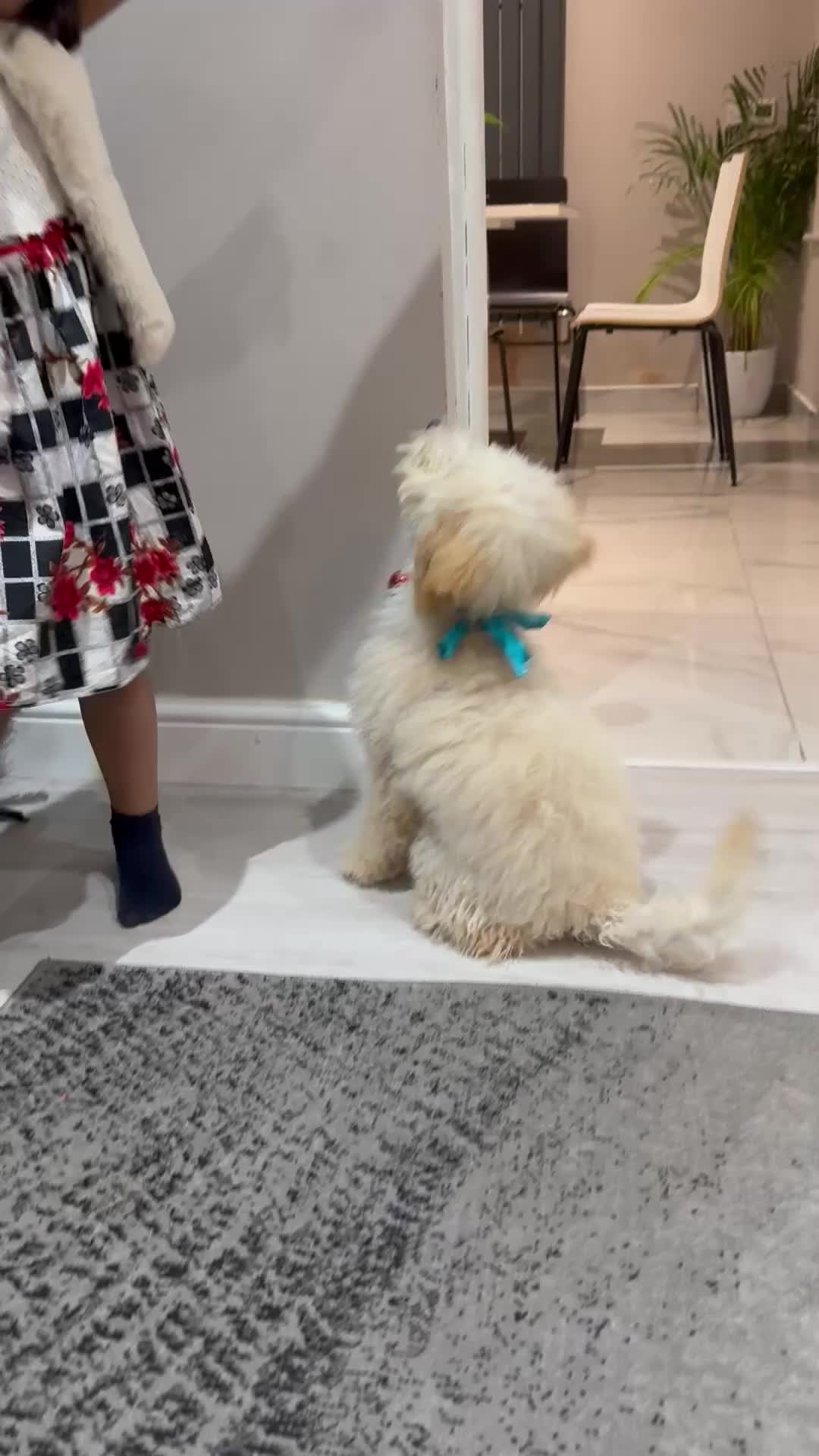 Miniature Poodle dogs for sale: Perfect  puppy/ KC reg miniature poodle  - Video 2