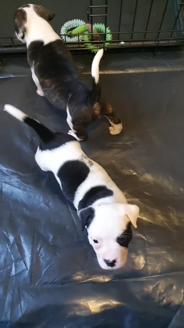Mixed Breed dogs for sale: English/American Staffy Pups - Video 3