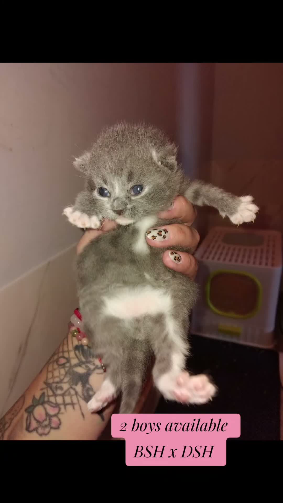 British Shorthair cats for sale: BSH  x DSH  - Video 3