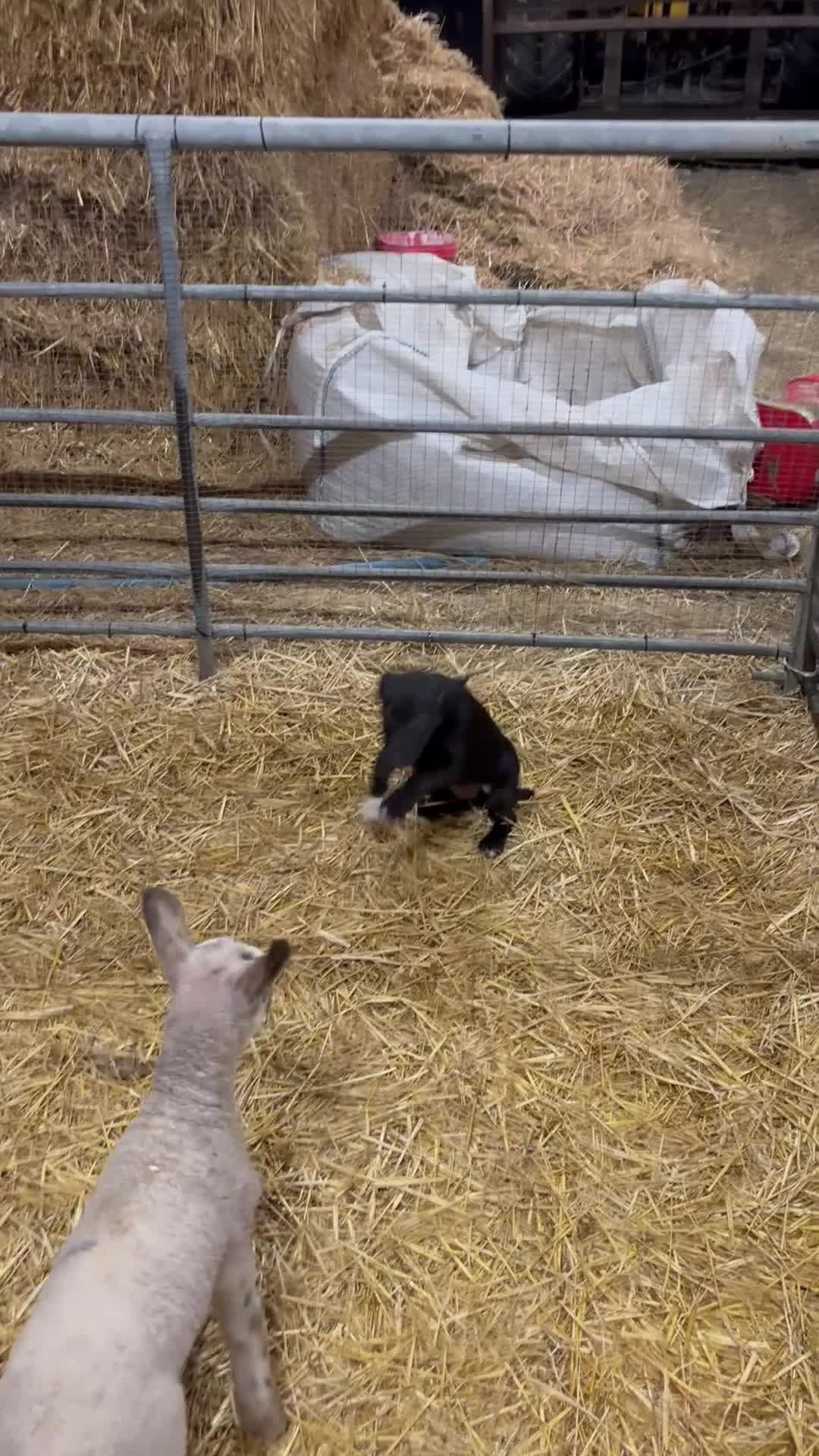 Border Collie dogs for sale: Beautiful Border Collie puppies  - Video 1