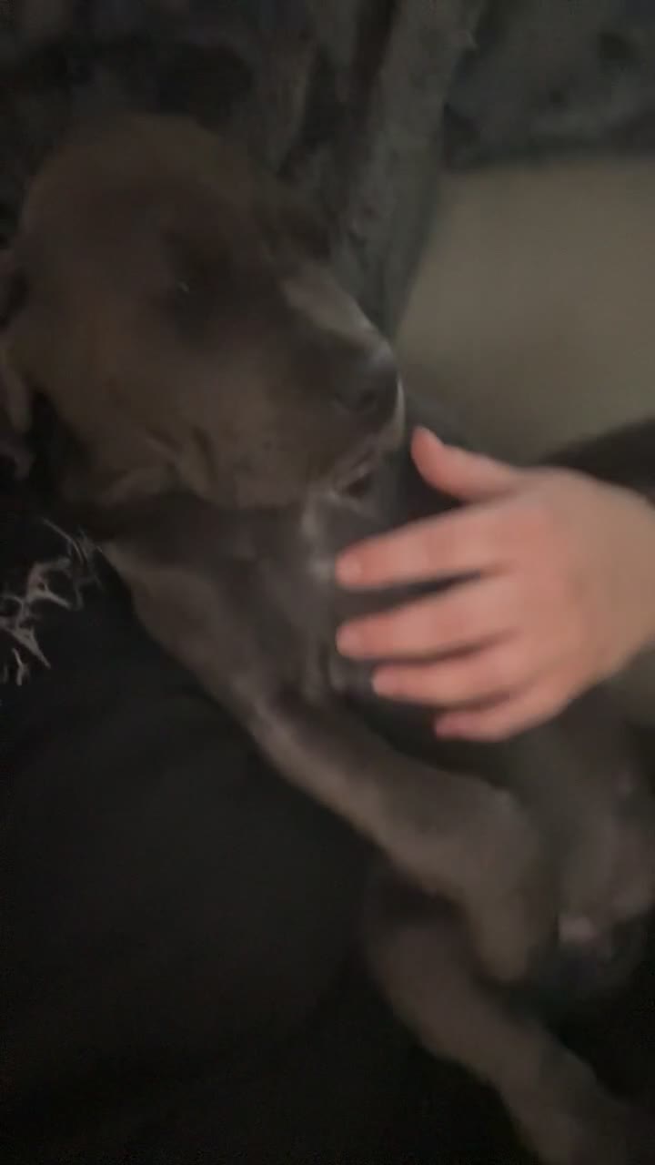 Cane Corso dogs for sale: Ready now last female cane corso  - Video 3