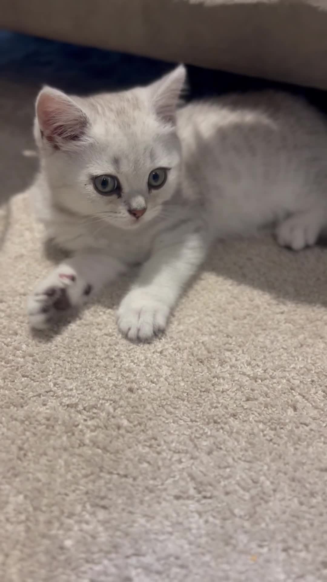 British Shorthair cats for sale: Male British short hair kitten - Video 1