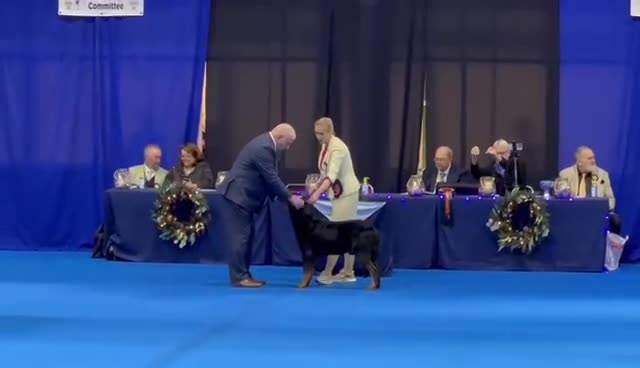 Beauceron dogs for sale: Health tested KC registered beauceron - Video 1