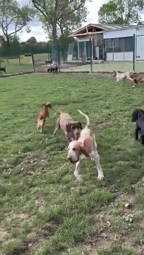 Staffordshire Bull Terrier dogs for sale: Chance is looking for his forever home - Video 1