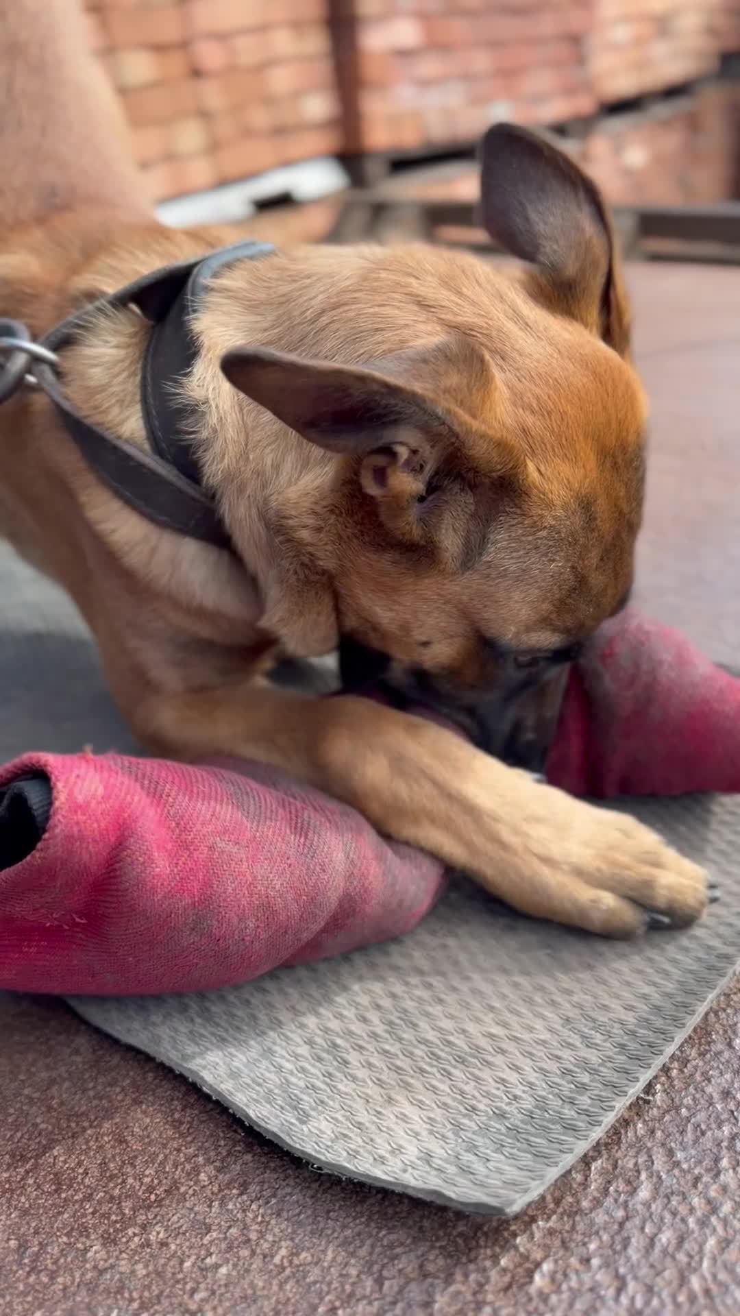 Belgian Shepherd Dog dogs for sale: Serious working puppy  - Video 2