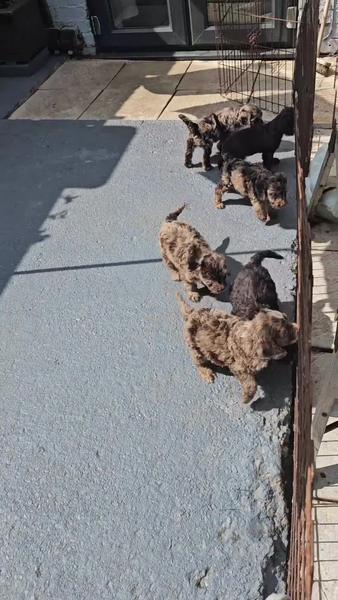 Cockapoo dogs for sale: Last 1 Stunning merle/choc cockapoos ready now - Video 2